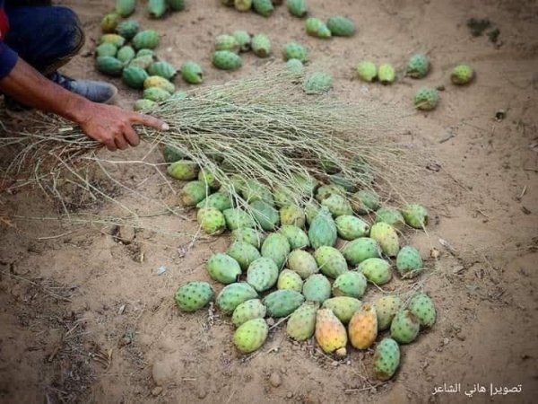 مدينة دَيْر البَلَحْ/ المحافظة الوسطى | موسوعة القرى الفلسطينية
