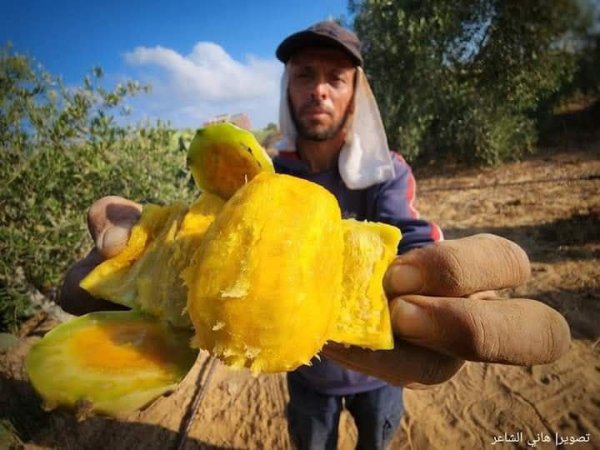 مدينة دَيْر البَلَحْ/ المحافظة الوسطى | موسوعة القرى الفلسطينية