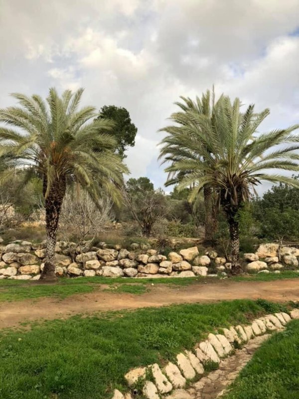 عمواس/ قرى اللطرون / بين رام الله والرملة | موسوعة القرى الفلسطينية