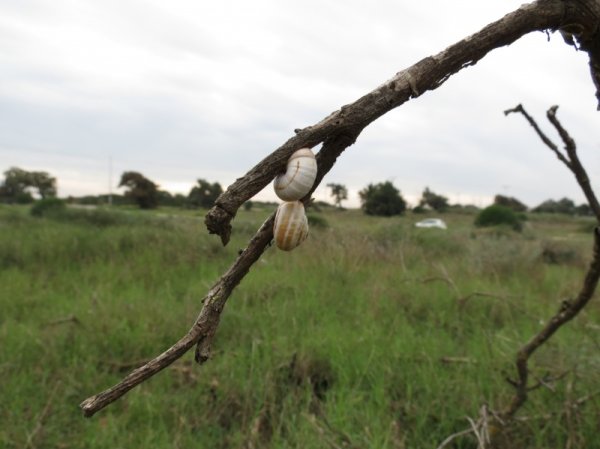 عرب الضمايرة | موسوعة القرى الفلسطينية