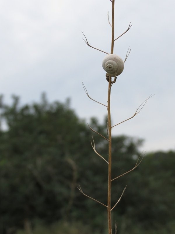 عرب الضمايرة | موسوعة القرى الفلسطينية