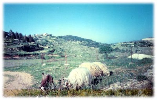 شرفات | موسوعة القرى الفلسطينية