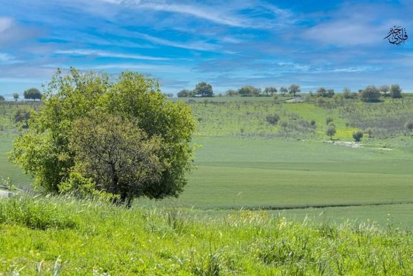 خبيزة / قرى الروحة | موسوعة القرى الفلسطينية