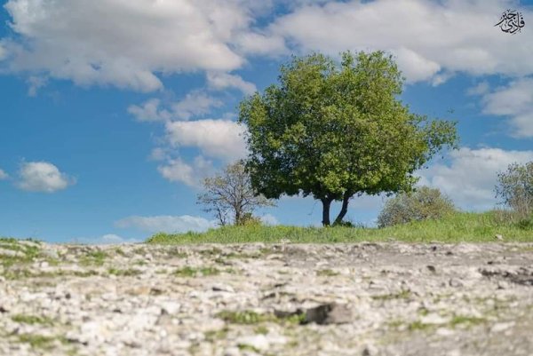 خبيزة / قرى الروحة | موسوعة القرى الفلسطينية