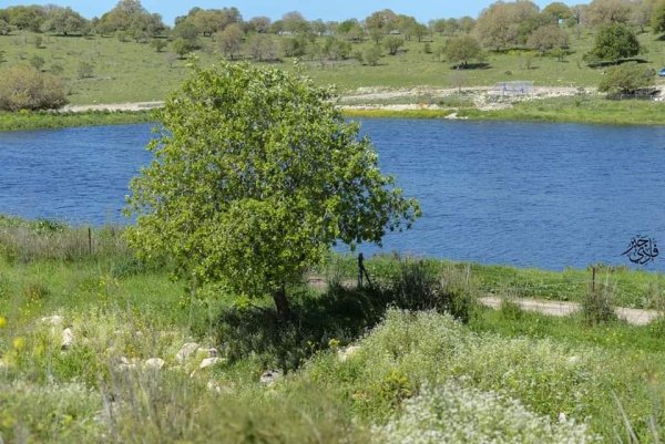 خبيزة / قرى الروحة | موسوعة القرى الفلسطينية