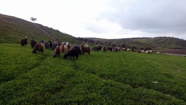 المَنْصورَة | موسوعة القرى الفلسطينية