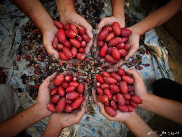 مدينة دَيْر البَلَحْ/ المحافظة الوسطى | موسوعة القرى الفلسطينية