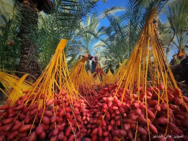 مدينة دَيْر البَلَحْ/ المحافظة الوسطى | موسوعة القرى الفلسطينية