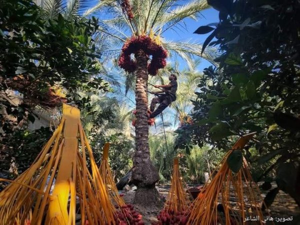 مدينة دَيْر البَلَحْ/ المحافظة الوسطى | موسوعة القرى الفلسطينية