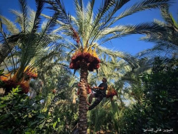 مدينة دَيْر البَلَحْ/ المحافظة الوسطى | موسوعة القرى الفلسطينية