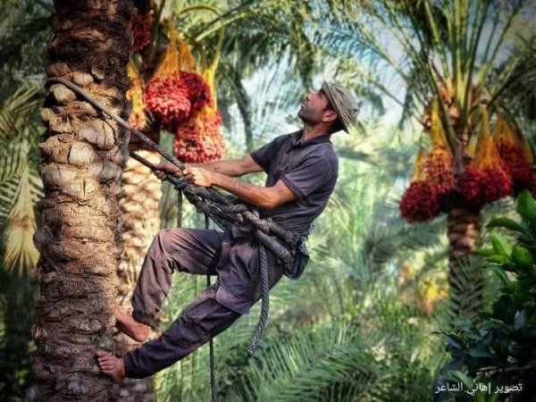 مدينة دَيْر البَلَحْ/ المحافظة الوسطى | موسوعة القرى الفلسطينية