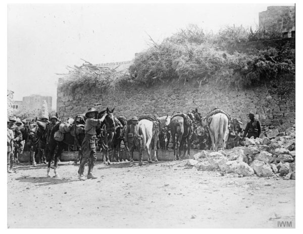 عَنَبْتَا | موسوعة القرى الفلسطينية