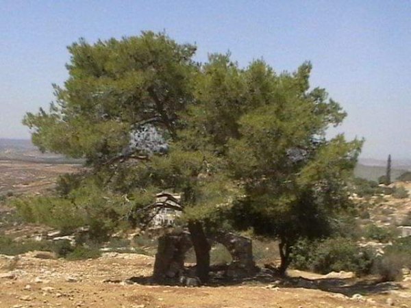 جبعة / الجبعة / من قرى عرقوب | موسوعة القرى الفلسطينية