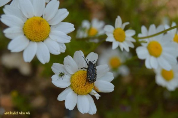 أمُّ التُوْت | موسوعة القرى الفلسطينية