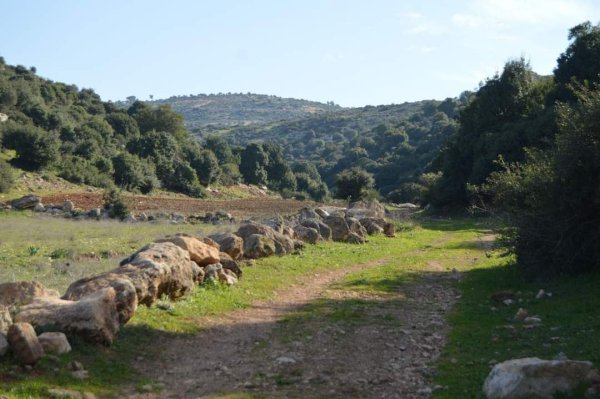 أمُّ التُوْت | موسوعة القرى الفلسطينية