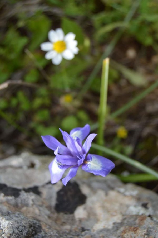 أمُّ التُوْت | موسوعة القرى الفلسطينية