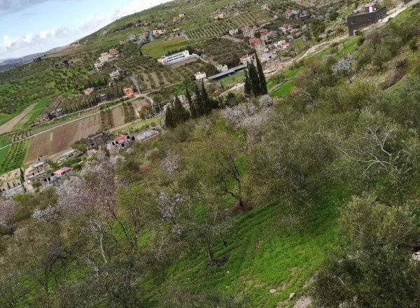 الزاوِيَة | موسوعة القرى الفلسطينية