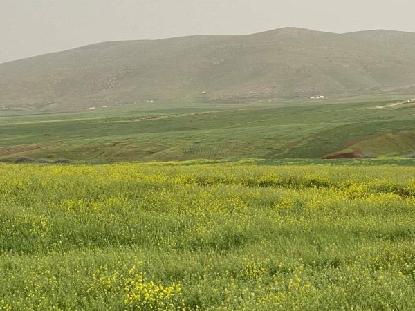 أُم الفَحْم/ قرى جنين المحتلة عام 1949 | موسوعة القرى الفلسطينية