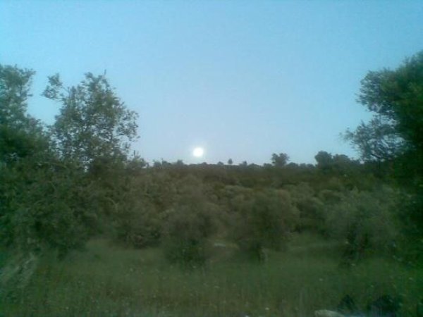 بَيَّاضَة/ قرى جنين المحتلة عام 1949 | موسوعة القرى الفلسطينية