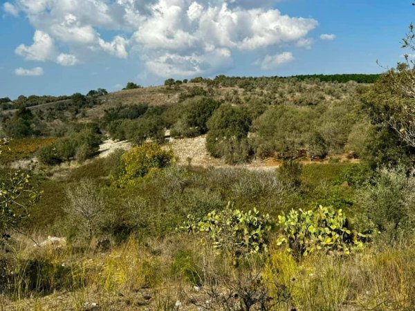 أم الشُّوفْ/ قرى الروحة | موسوعة القرى الفلسطينية