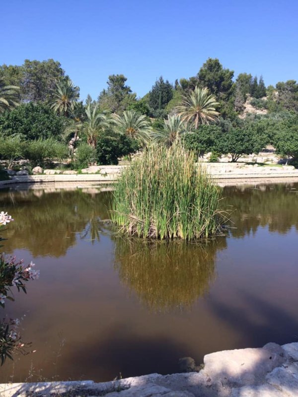 عمواس/ قرى اللطرون / بين رام الله والرملة | موسوعة القرى الفلسطينية