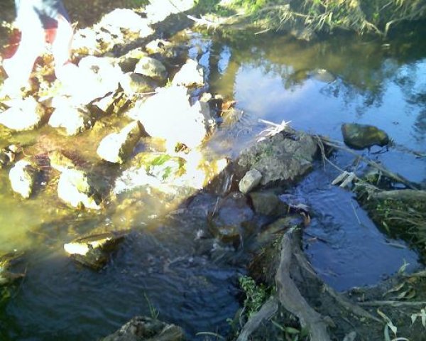 أم الشُّوفْ/ قرى الروحة | موسوعة القرى الفلسطينية