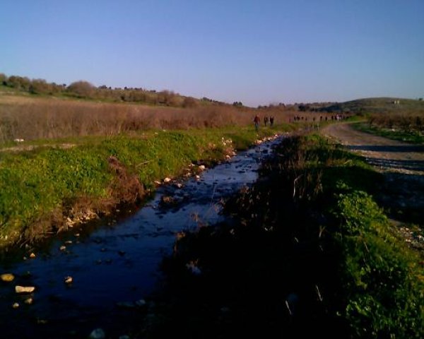 أم الشُّوفْ/ قرى الروحة | موسوعة القرى الفلسطينية