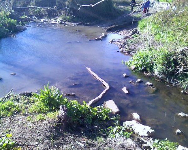 أم الشُّوفْ/ قرى الروحة | موسوعة القرى الفلسطينية