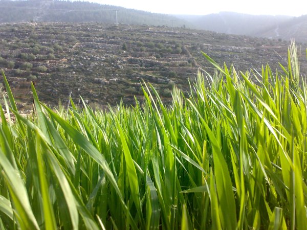 نحالين / من قرى عرقوب | موسوعة القرى الفلسطينية