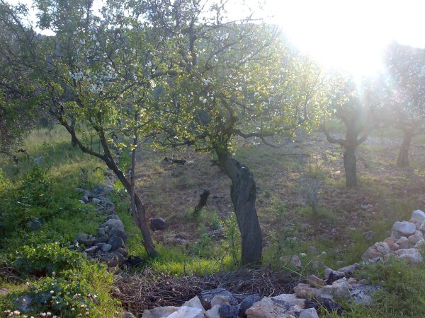 نحالين / من قرى عرقوب | موسوعة القرى الفلسطينية