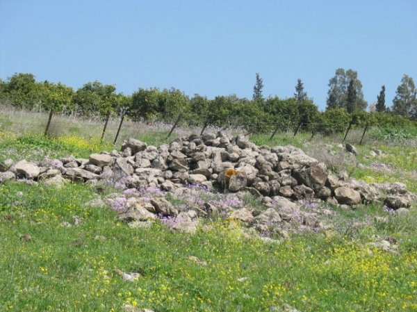 الوعرة السوداء/ عرب المواسي والوهيب | موسوعة القرى الفلسطينية