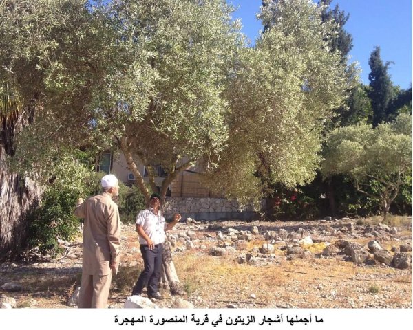 خربة المنصورة | موسوعة القرى الفلسطينية