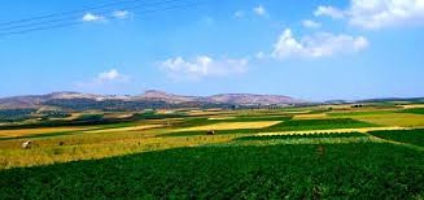 عَرَّابَة | موسوعة القرى الفلسطينية