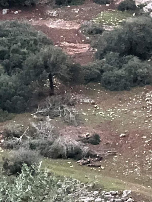 أمُّ التُوْت | موسوعة القرى الفلسطينية