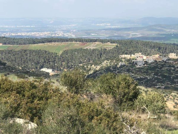 أمُّ التُوْت | موسوعة القرى الفلسطينية