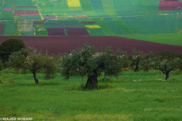الكُفَيْر | موسوعة القرى الفلسطينية