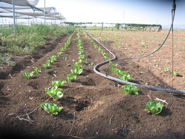 المكر | موسوعة القرى الفلسطينية