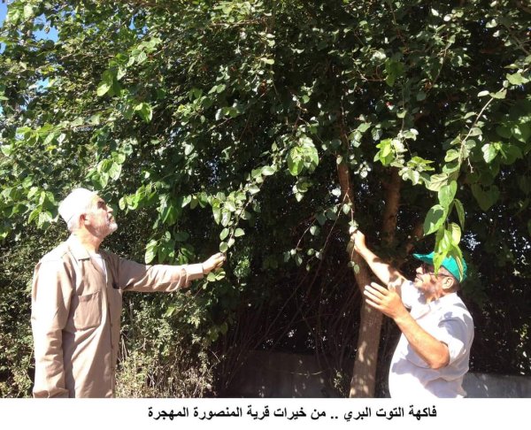 خربة المنصورة | موسوعة القرى الفلسطينية