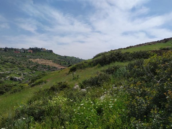 نَزْلَة الشَيْخ زَيْد/ نَزْلَة زَيْد | موسوعة القرى الفلسطينية