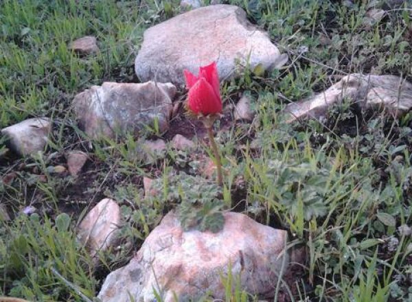 الحسينية | موسوعة القرى الفلسطينية