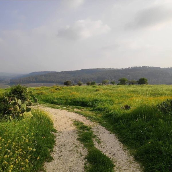 القُسْطِيْنة/ قُسْطِيْنِة | موسوعة القرى الفلسطينية