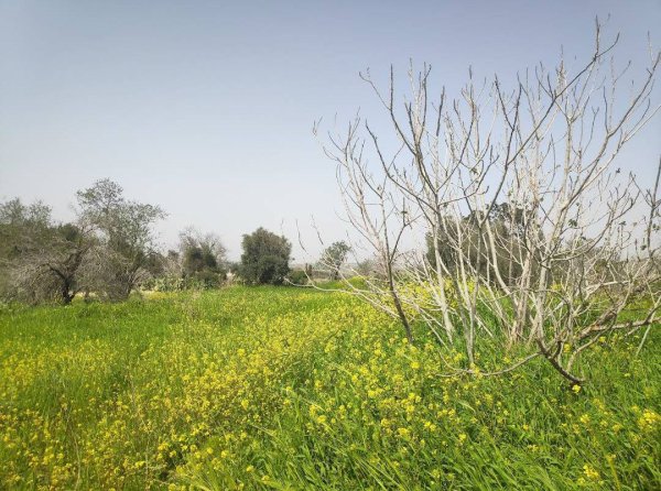 القُسْطِيْنة/ قُسْطِيْنِة | موسوعة القرى الفلسطينية