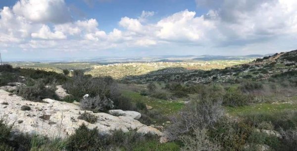 أمُّ التُوْت | موسوعة القرى الفلسطينية