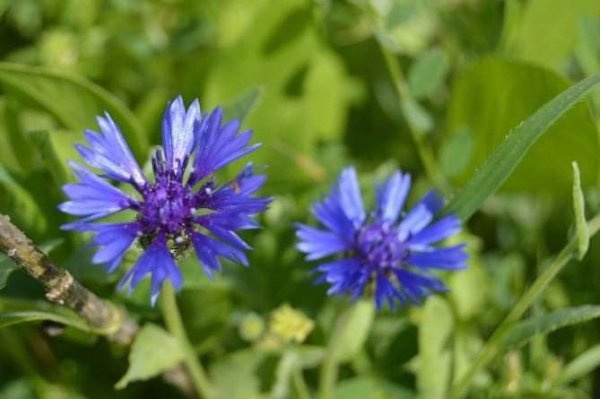 أمُّ التُوْت | موسوعة القرى الفلسطينية