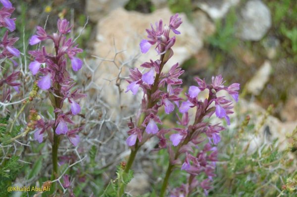 أمُّ التُوْت | موسوعة القرى الفلسطينية