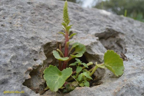 أمُّ التُوْت | موسوعة القرى الفلسطينية
