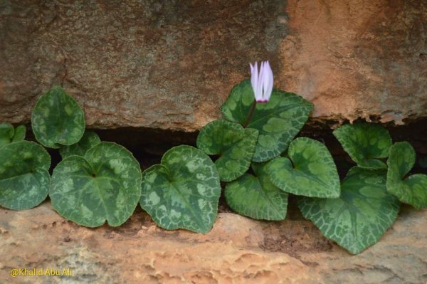 أمُّ التُوْت | موسوعة القرى الفلسطينية