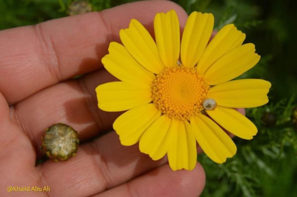 أمُّ التُوْت | موسوعة القرى الفلسطينية