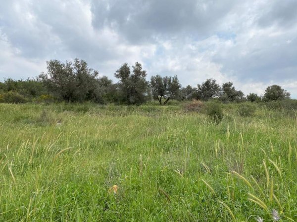 أُم الفَحْم/ قرى جنين المحتلة عام 1949 | موسوعة القرى الفلسطينية