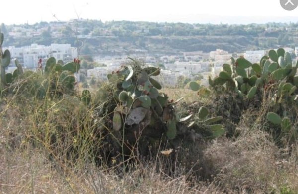 أبو الفضل/ السطري/ عرب أبو الفضل | موسوعة القرى الفلسطينية